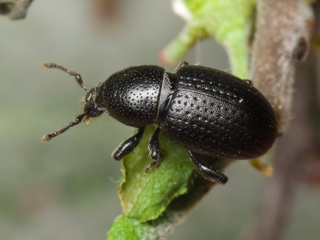 Psallidium maxillosum (Fabricius, 1792)